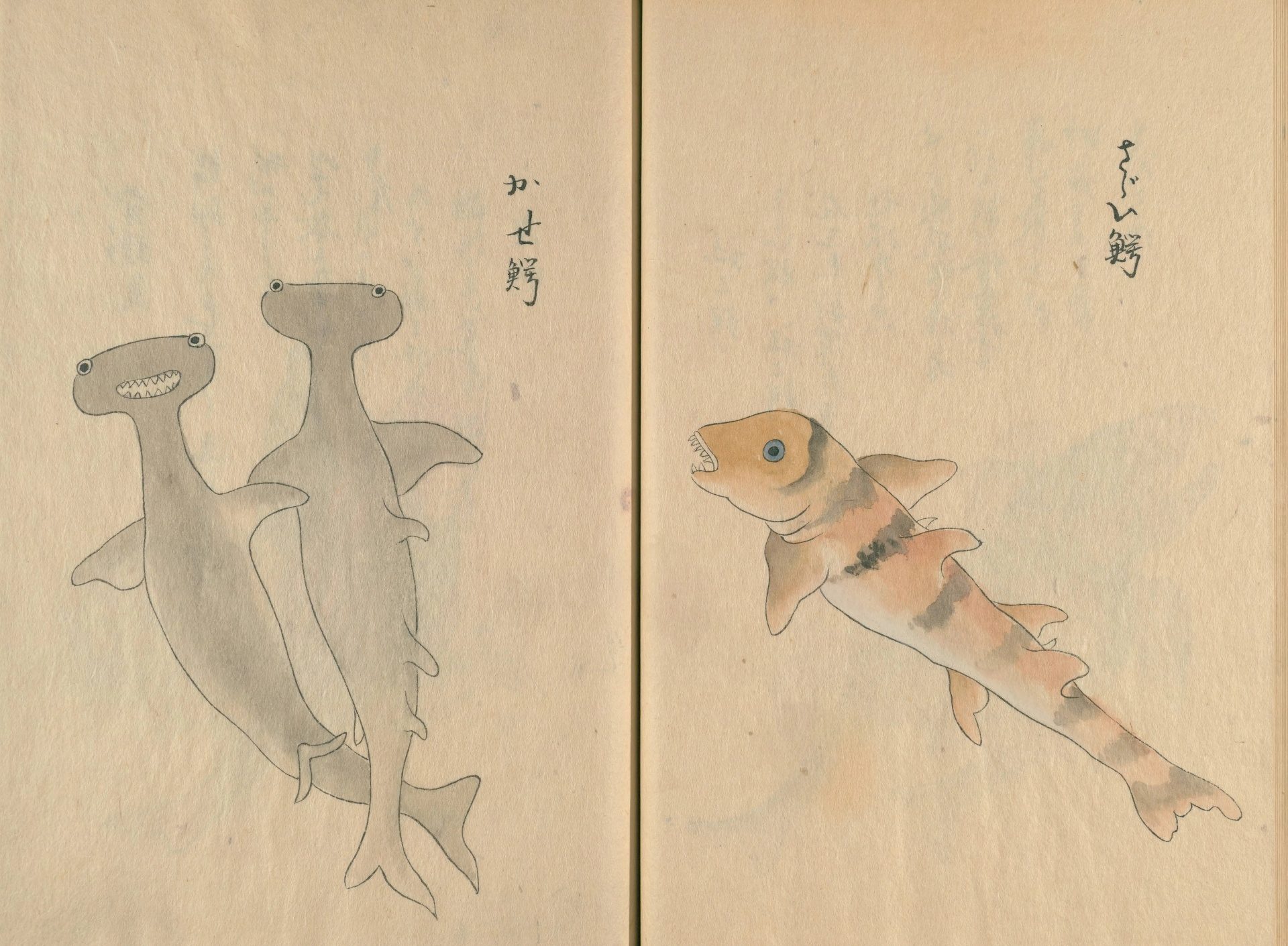 『隠岐国産物絵図注書』に描かれた「かせ鰐」(シュモクザメ)