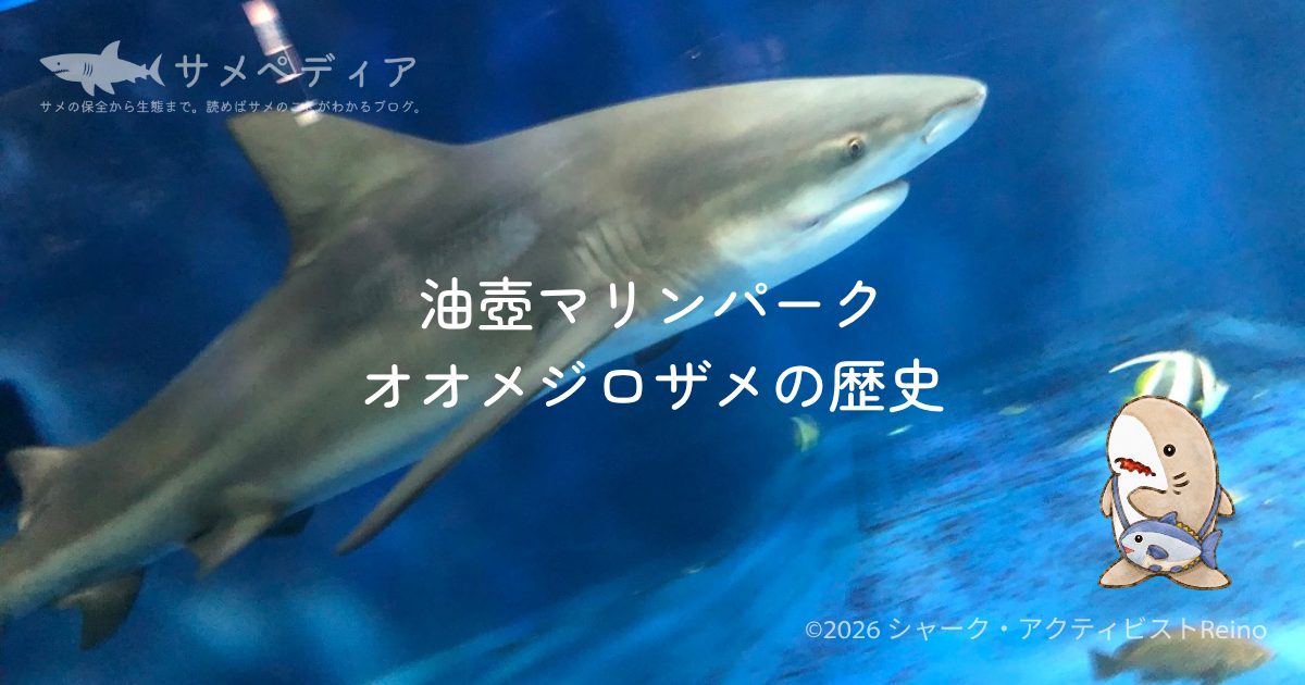 京急油壺マリンパークのオオメジロザメの歴史を振り返る