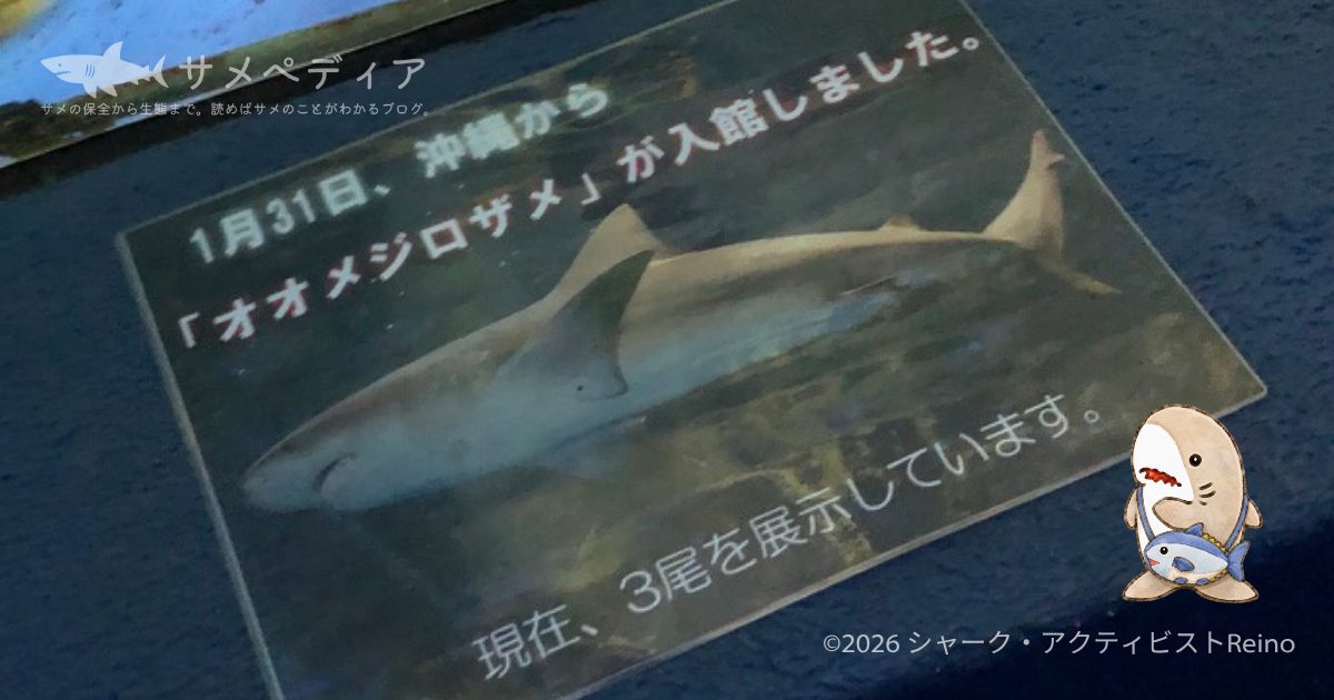 京急油壺マリンパークのオオメジロザメ