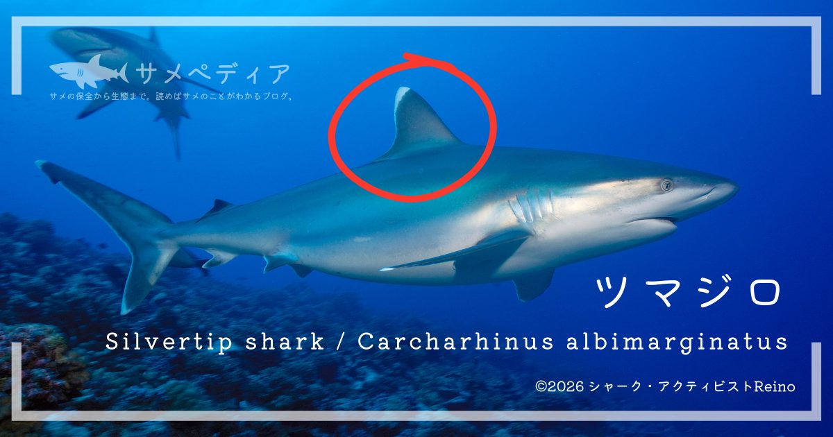 ネムリブカとツマジロの違い、背鰭の先端が白いのは同じだが、ツマジロは体全体が丸く大きい