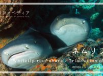 ネムリブカは危険なサメ？人を襲う？特徴・大きさ・分布・水族館情報と保全状況を解説