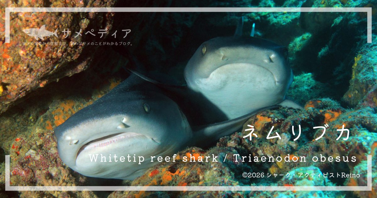 ネムリブカは日中はサンゴ礁の洞窟や岩棚の下、砂地の上などで複数個体が集まって休む姿がよく観察されます。