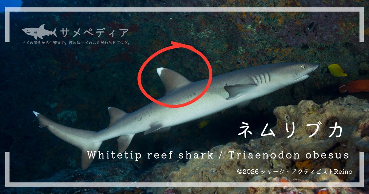 ネムリブカとツマジロの違い、背鰭の先端が白いのは同じだが、ネムリブカは体が細長い