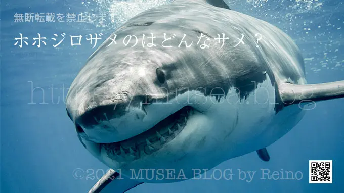ホホジロザメの生態、特徴、大きさ、寿命、危険度とは？人食いサメなの