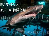 シロワニは共食いするサメ？特徴、大きさ、生態、寿命、生息域、日本での分布などを解説