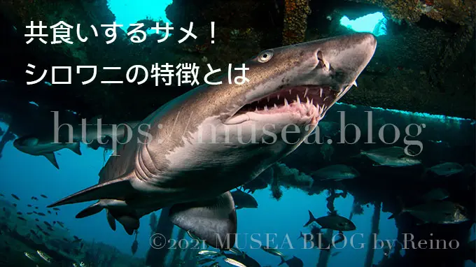 シロワニは共食いするサメ？特徴、大きさ、生態、寿命、生息域、日本での分布などを解説 - サメぺディア by シャーク・アクティビストReino