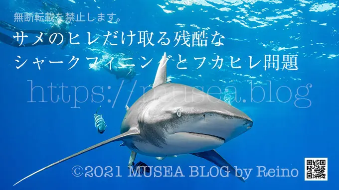 サメのヒレだけ取る残酷なシャークフィニングとフカヒレ問題 - サメぺ