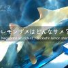 レモンザメの特徴、大きさ、生態、寿命、生息域とは？菅波先生のLINEアイコンのサメ