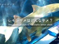 レモンザメの特徴、大きさ、生態、寿命、生息域とは？菅波先生のLINEアイコンのサメ