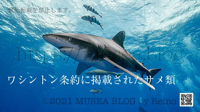 ワシントン条約（CITES / サイテス）のリストに掲載されたサメ類と日本