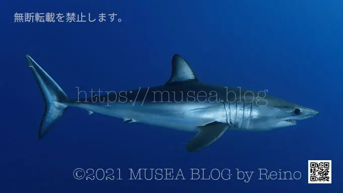 ネズミザメ科 - サメぺディア by シャーク・アクティビストReino