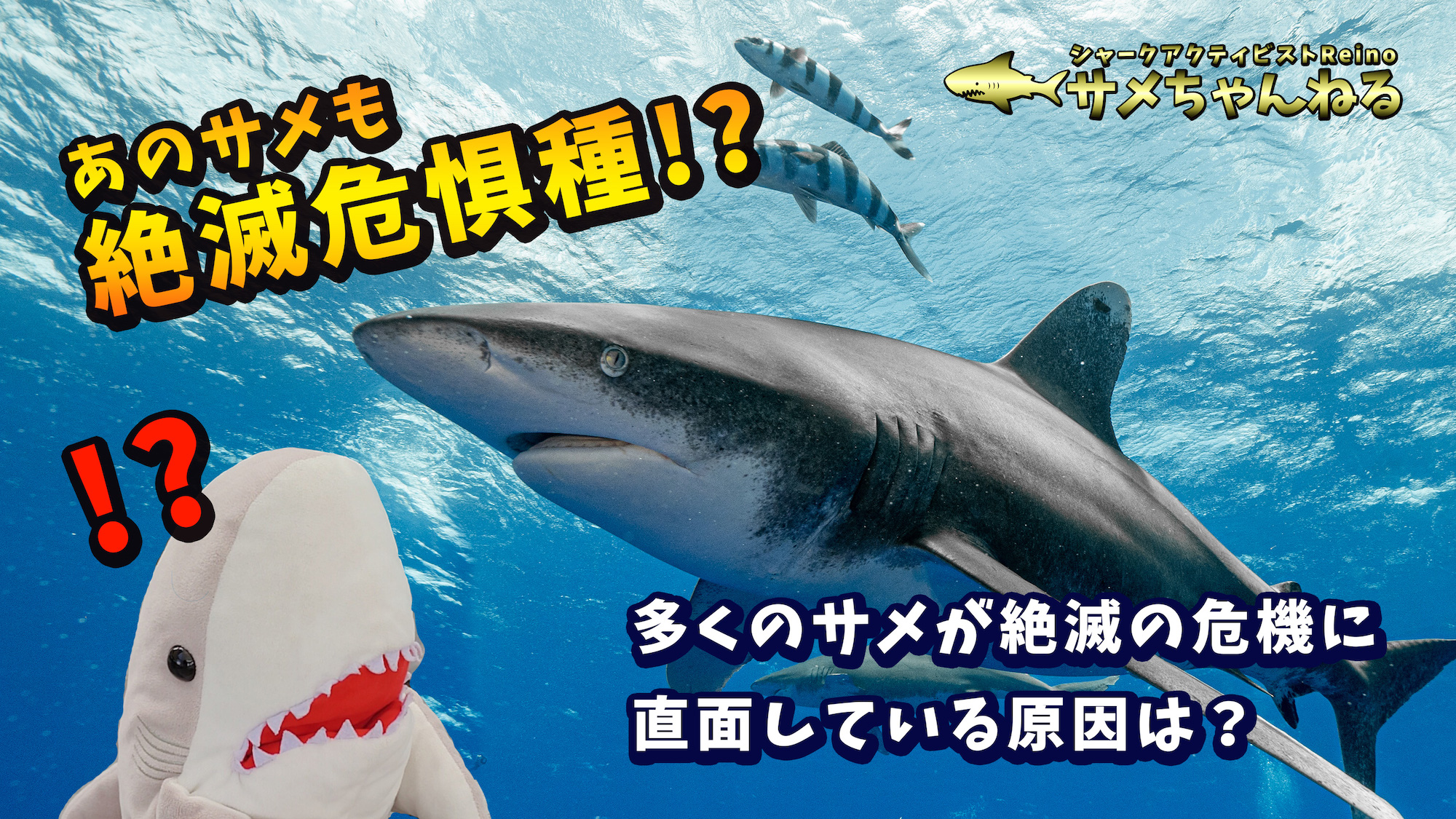 サメが絶滅危惧種になってしまった原因とは？ - サメペディア by シャーク・アクティビストReino