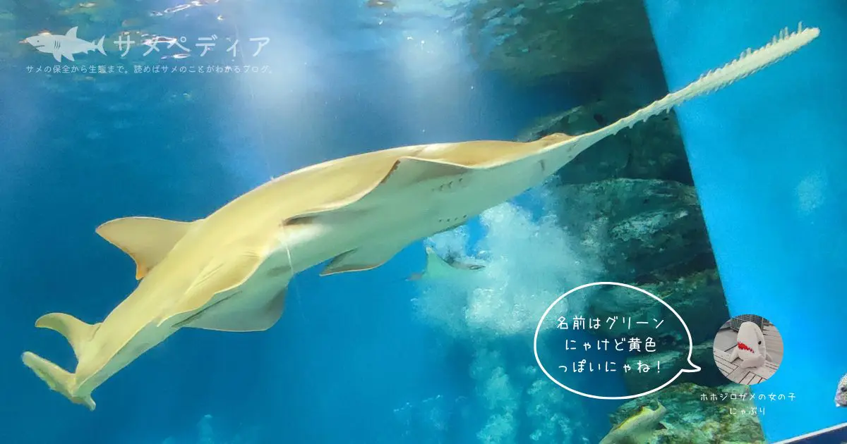 アクアパーク品川のノコギリエイ - サメぺディア by シャーク 
