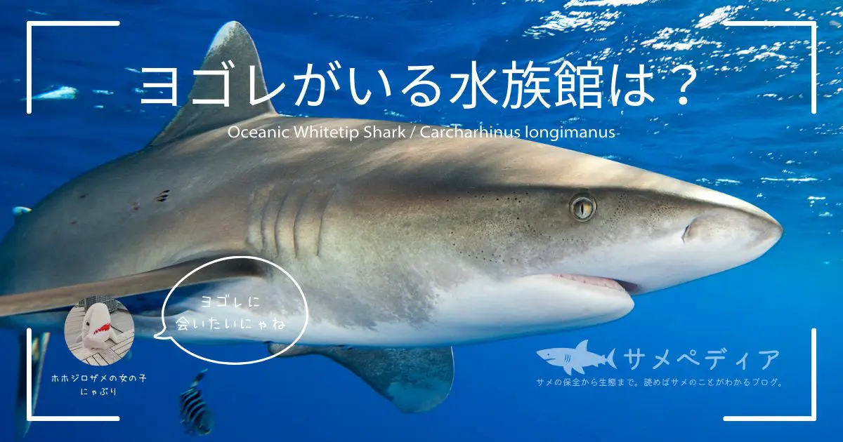 ヨゴレがいる水族館は？ - サメぺディア by シャーク・アクティビストReino