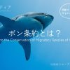ボン条約（CMS）とは？サメを守る移動性野生動物の種の保存に関する条約を解説