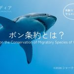 ボン条約（CMS）とは？サメを守る移動性野生動物の種の保存に関する条約を解説
