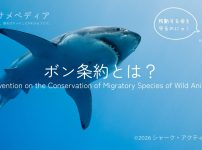 ボン条約（CMS）とは？サメを守る移動性野生動物の種の保存に関する条約を解説